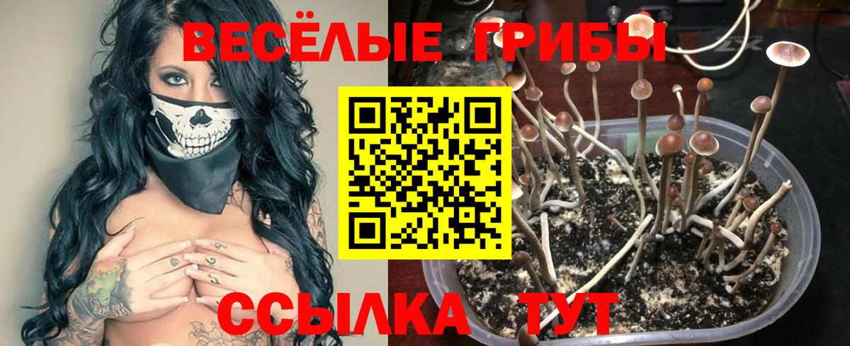 Звенигород  Псилоцибиновые грибы Psilocybe  Вход с VPN 